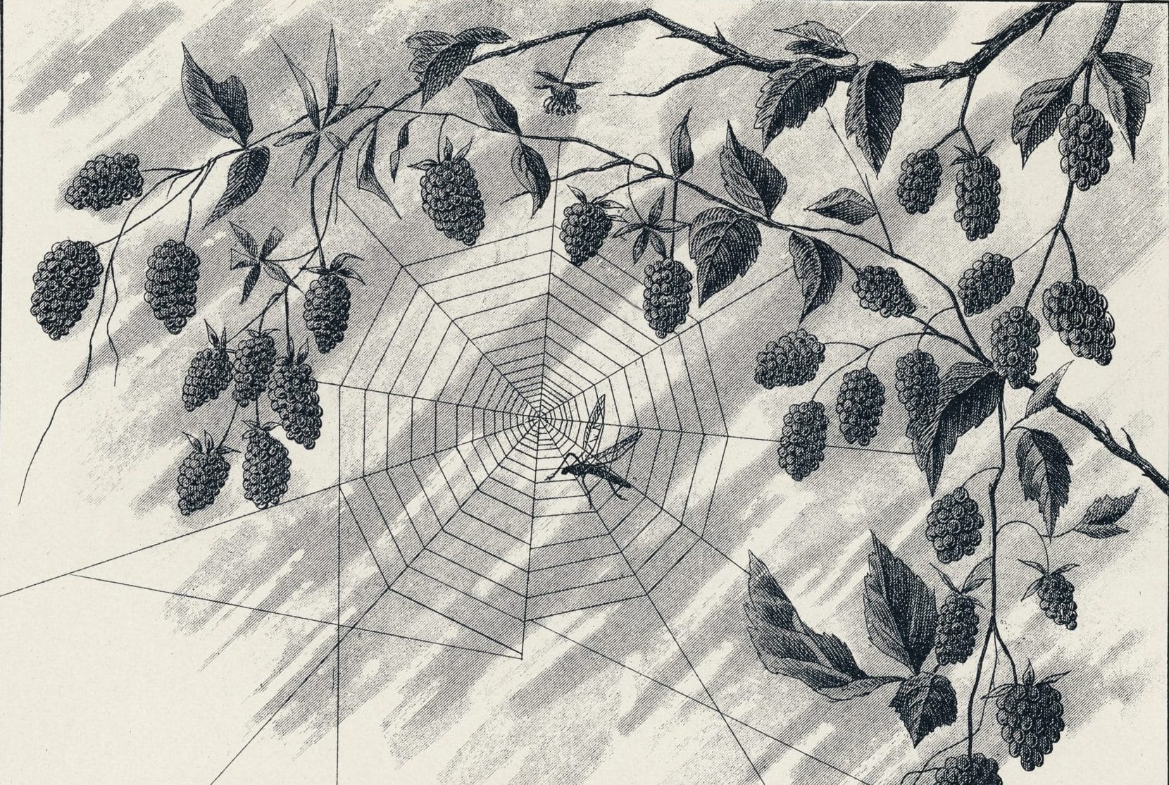 Garden Magic for the Season of the Crone_Feature Image