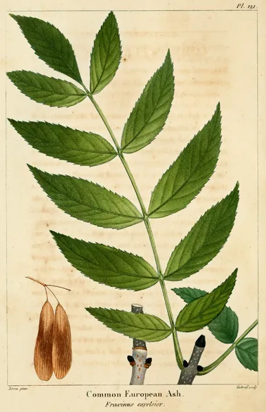 Ash Leaves Illustration