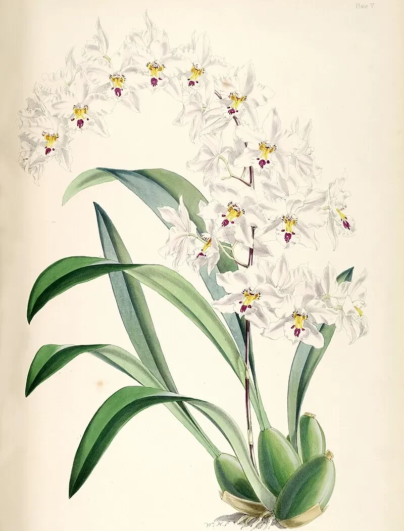 Orchid Illustration