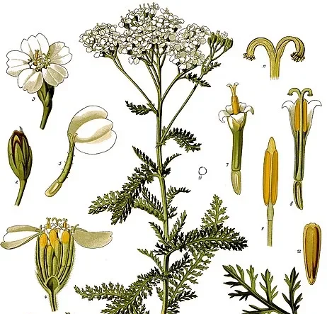 Yarrow Illustration
