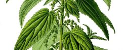 Nettles — The Most Powerful Herb In Your Garden_Blog Feature Image_CMA