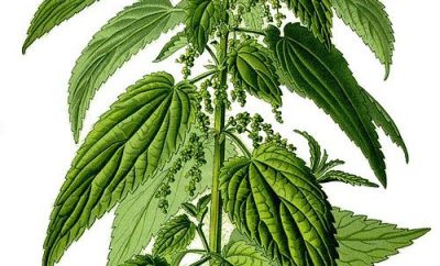 Nettles — The Most Powerful Herb In Your Garden_Blog Feature Image_CMA
