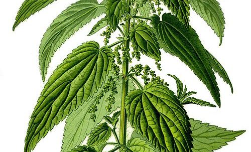 Nettles — The Most Powerful Herb In Your Garden_Blog Feature Image_CMA